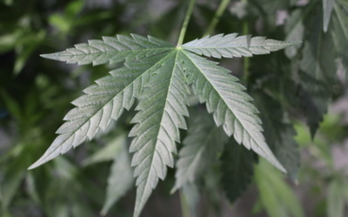 1488285572marihuana pixelio 1488285572marihuana pixelio